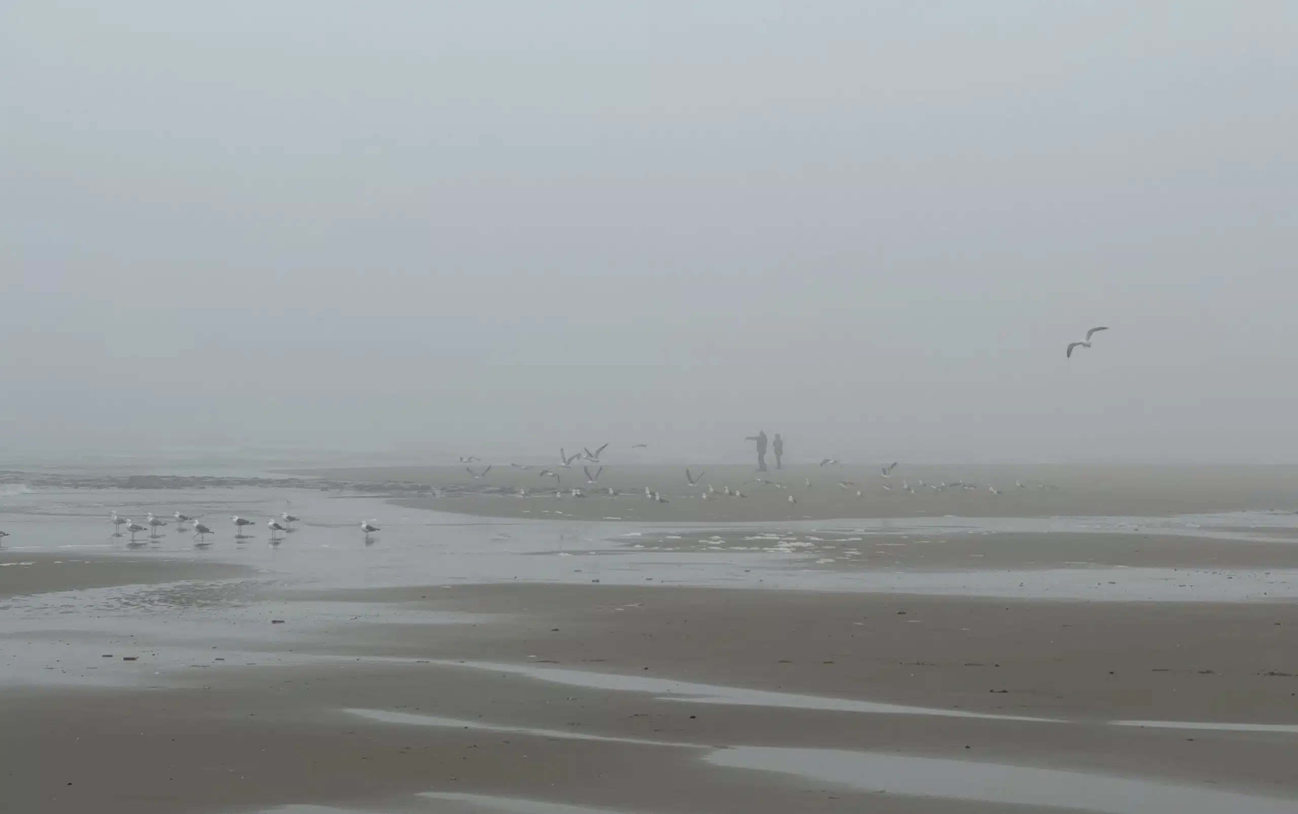 A Foggy Day on the Beach Paal7Texel