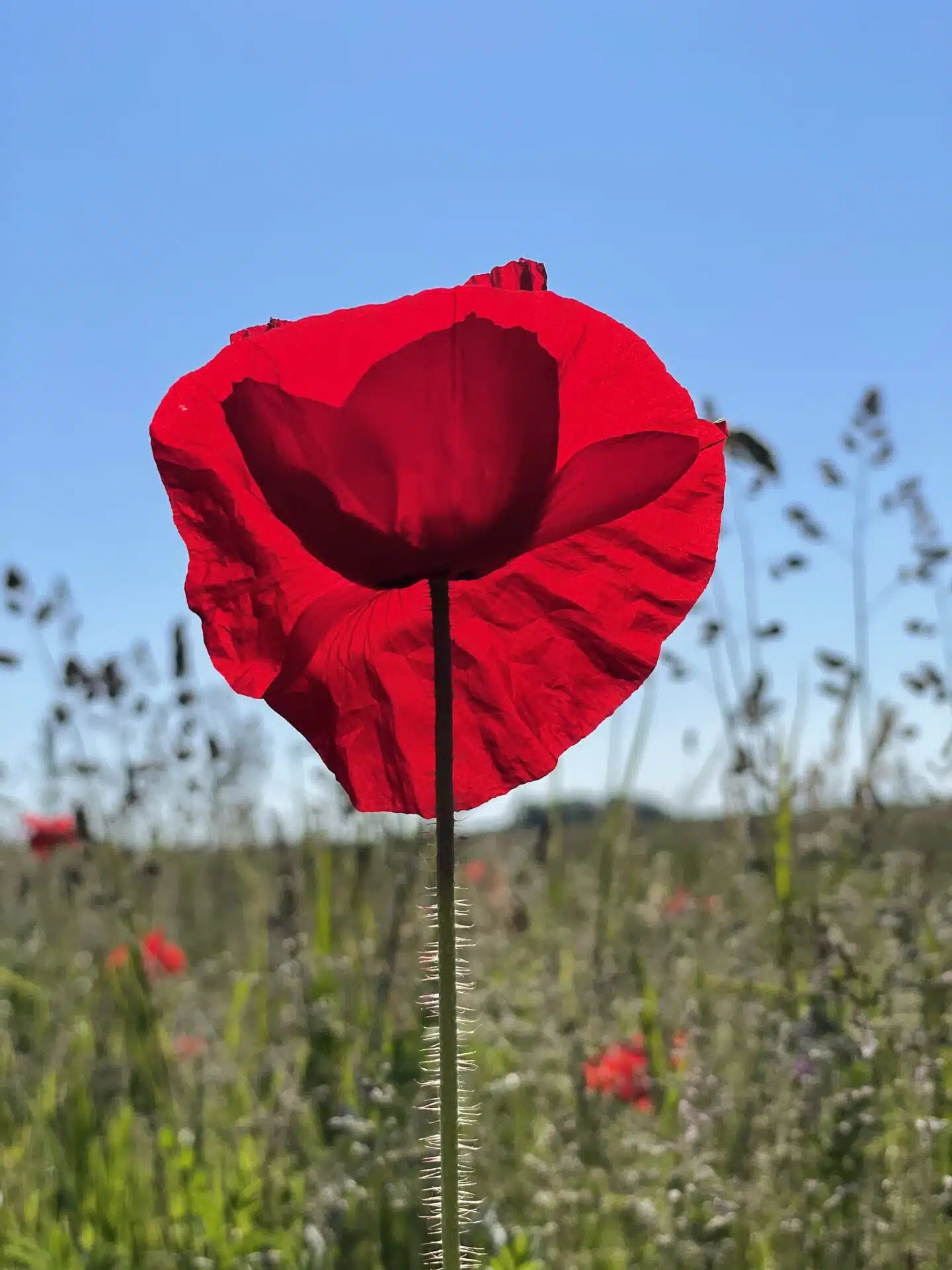 Poppy Paal7Texel